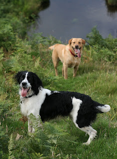 Dogs by water