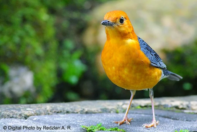 Orange-Headed Thrush - Wound healed