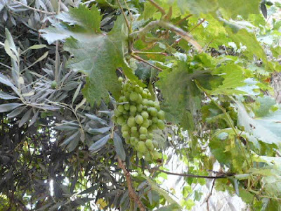 We have also seen figs, olives, and grapes hanging from trees or growing on 