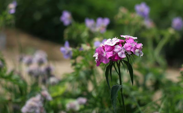 Sweet William Flowers Pictures