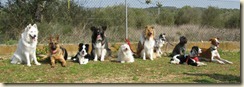 ejercicios de adiestramiento para perros