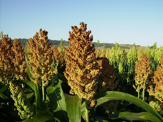 Resultado de imagem para MOSAICO EM SORGO