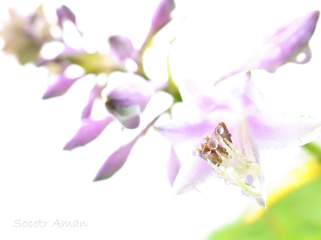 Hosta sieboldiana