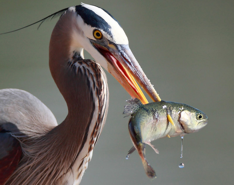 airone infilza pesce