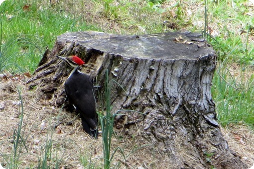 Mountainville Woodpecker