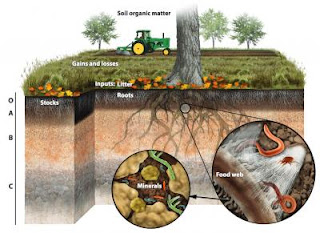 A Washington State University researcher has discovered that vast amounts of carbon can be stored by soil minerals more than a foot below the surface. The finding could help offset the rising greenhouse-gas emissions helping warm the Earth's climate. (Credit: Biogeochemistry Letters) Click to Enlarge.