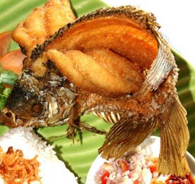 Ikan Gurami Terbang