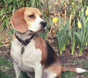 . rescue dog can bring to your life this October during AdoptADog Month! (beagle)