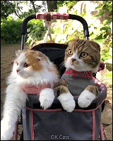 Funny Cat GIF • 2 Scottish Fold hiding in sync in a baby stroller [ok-cats.com]