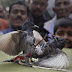 two bulbuls fight in festival ìBhogali Bihuî