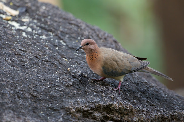 Laughing Dove (Spilopelia senegalensis) छोटा फाख्ता, परकि , तोतरा, खुमरी Devtal, Jabalpur, M.P., India October 2022