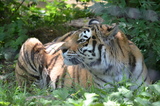 Amur tiger in Asia Quest at the Columbus Zoo