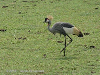 Grey-crowned crane graciously walking in a field -Tanzania, Jan. 2018