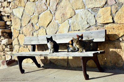 castielfabib-gatos-caseros