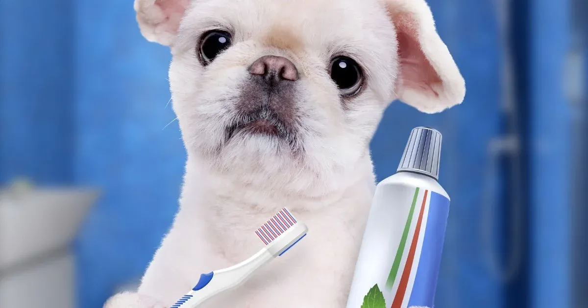 Pet brush teeth