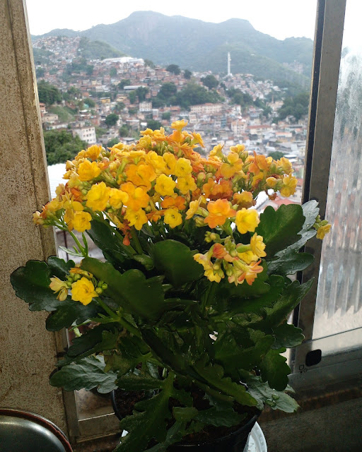 Uma variedade do tradicional Kalanchoe (conhecido também por flor-da-fortuna). Seu diferencial são as flores dobradas, que o tornam ainda mais ornamental que a planta original.