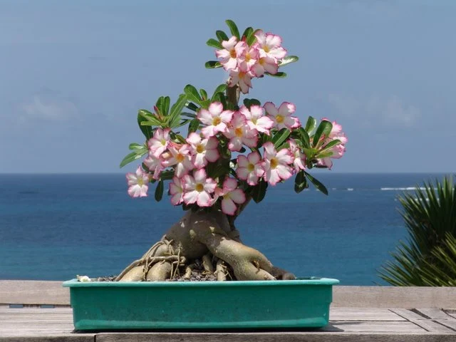 Adenium Bonsai Obesum Desert Rose | Bonsai Adenium Plant