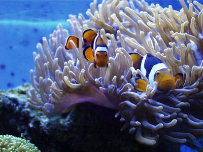 anemone sea animal