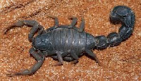 Black Spitting Thicktail Scorpion, Parabuthus transvaalicus