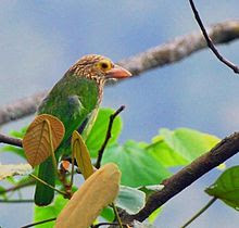 Kicau Burung Barbet,Takur Bultok