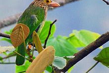 Kicau Burung Barbet - Takur Bultok