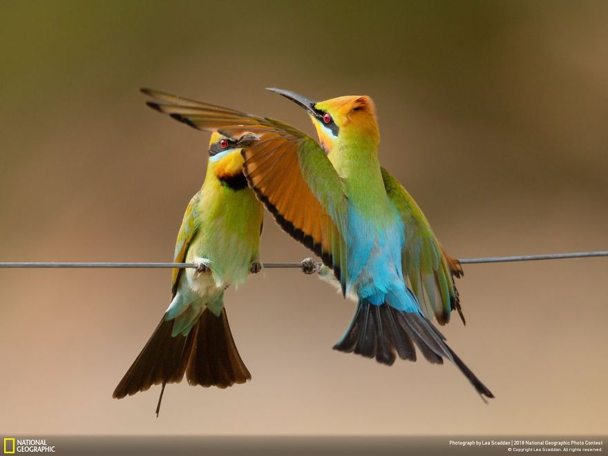 50 Breathtaking Photos Of 2018's National Geographic Photo Contest