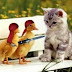 Funny Cat and Chickens