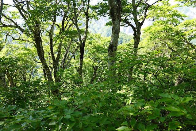 鳥取県西伯郡大山町大山　だいせんホワイトリゾート国際エリアの尾根道からの眺望