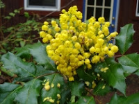 Oregon Grape flower