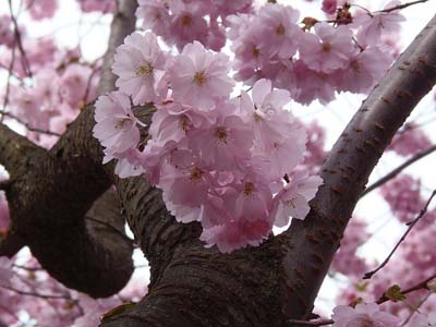 Asal nama klasifikasi dan manfaat bunga sakura  Info 
