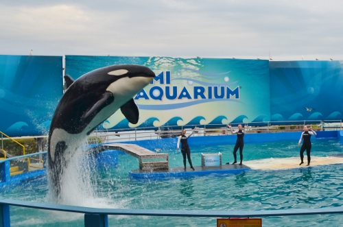 シャチ Miami Seaquarium M S Miami Cafe シャチ Miami Seaquarium M S Miami Cafe
