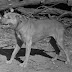 Anderson´s CH Tonka Historia pitbull gamedog apbt