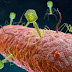 The Viruses: Bacteriophages