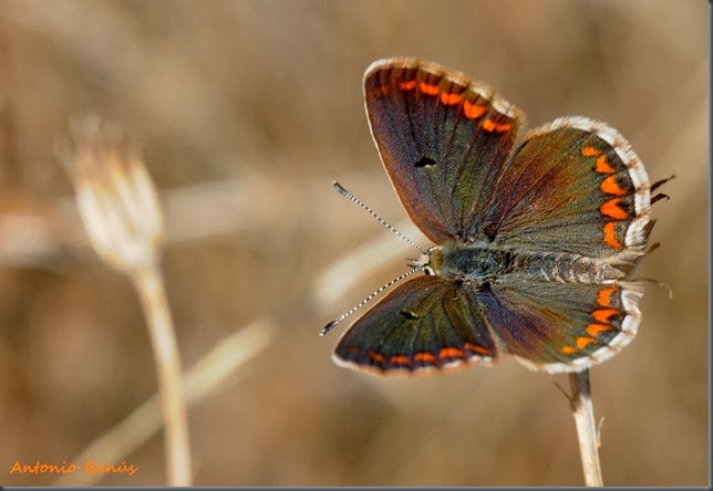 14 Aricia cramera_DSC5092x1
