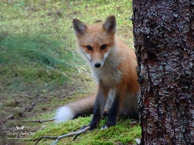 Red Fox Pup