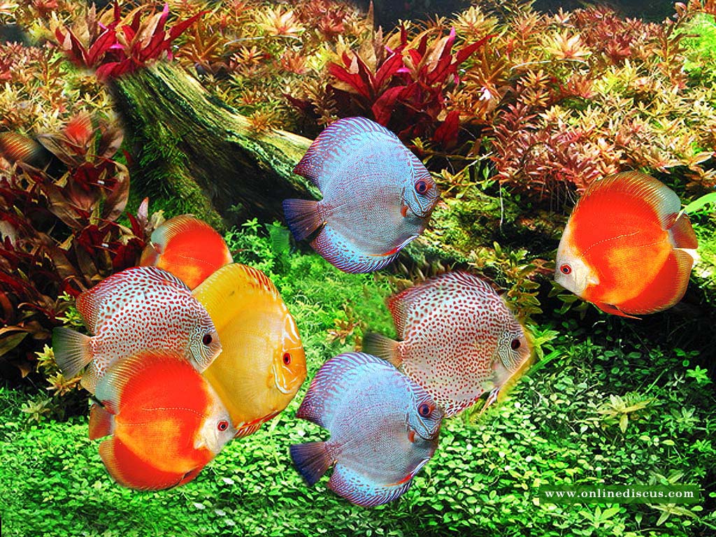 Jenis Jenis Ikan  Diskus simple aquascape