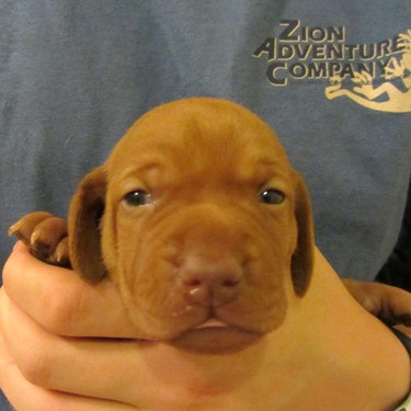 Martini - light blue collar