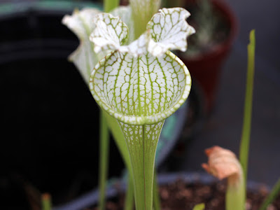 Crimson pitcher plant - Sarracenia leucophylla grow and care