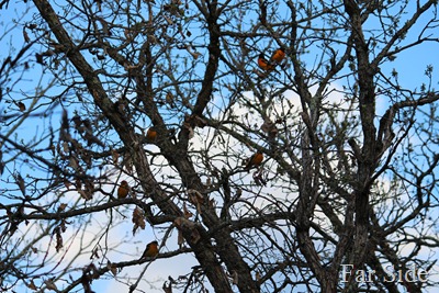 Orioles