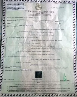 kci certificate for dogs