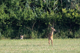 Ein junger Fuchs beobachtet in der Allmend Frauenfeld ein Reh, das ihn beim Spielen aufgescheucht hatte.