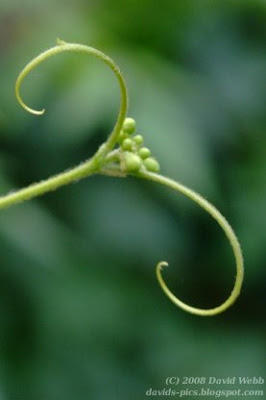 curly green vine tendril