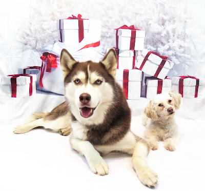 HAPPY HOLIDAYS FROM DOGS LUV US AND WE LUV THEM!