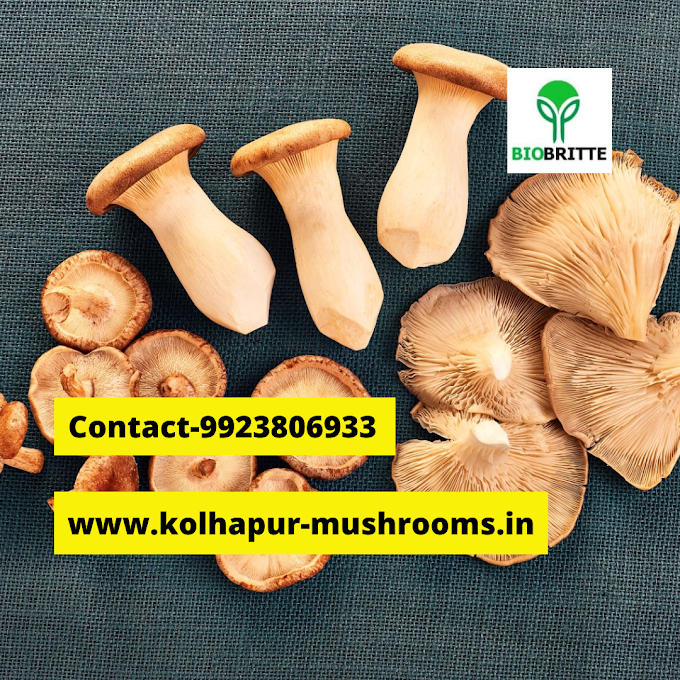 How many varieties of mushrooms are cultivated in India? |  Biobritte center | Biobritte mushroom lab