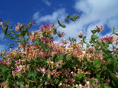 Woodbine aka honeysuckle