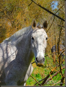 SAM_0086
