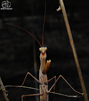 Santateresa (Mantis religiosa)