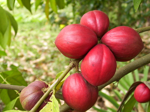 JUALAN PROMOSI POKOK PINANG KUNING (YELLOW PALM)