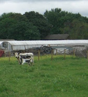 Colonie NY Crossings Summer Constantine Farm