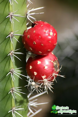 cactus con frutos coloridos y hojas modificadas (espinas)